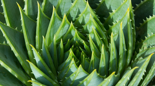 Aloe Vera, la "plante aux milles vertus"